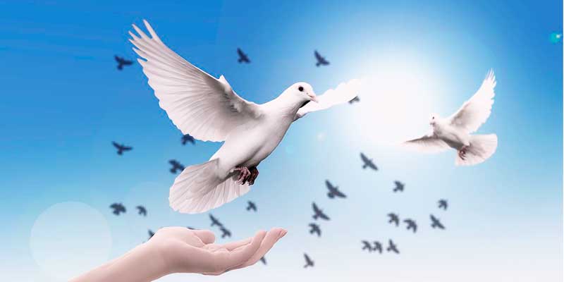 鳥が青空に羽ばたく様子